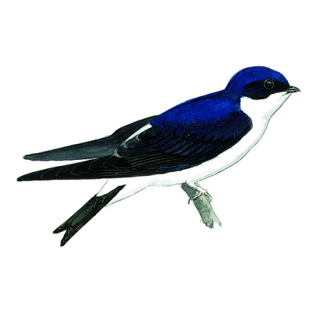 Mangeoire Bistrot Nature Market Mangeoire oiseaux pour graisses et graines