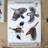 stickers autocollants electrostatiques anti collision oiseaux fabriqué en France. Natures market. Gardif.