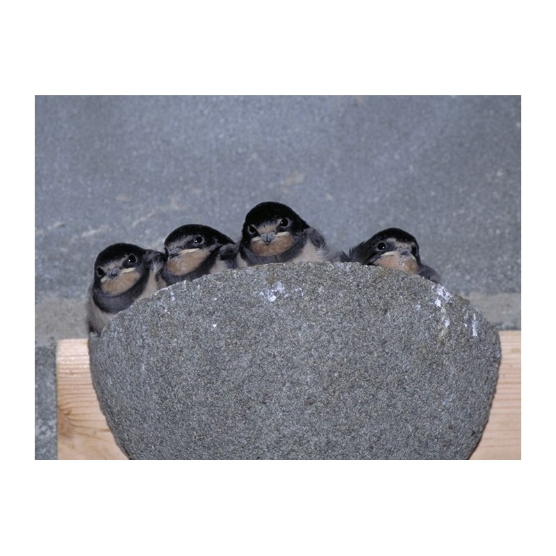 HDAILE Nichoirs Nid doiseau Bo/îte Abri de Jardin Habitat Jardin Cour Nesting D/écoration Pendentif Ornement Naturel Bouleau R/ésine For/êt Am/énagement ext/érieur Jardin Pelouse D/écoration