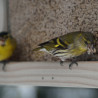 Graines de tournesol décortiqué pour oiseaux Natures Market -Oisillon.net-
