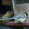 Graines de tournesol décortiqué pour oiseaux Natures Market -Oisillon.net-