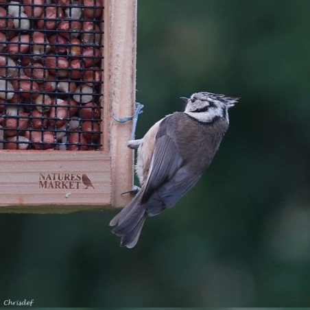 cacahuètes décortiquées pour oiseaux du ciel et du jardin. Natures Market Oisillon.net