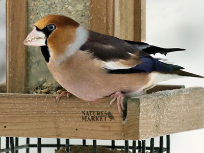 Reconnaître les oiseaux