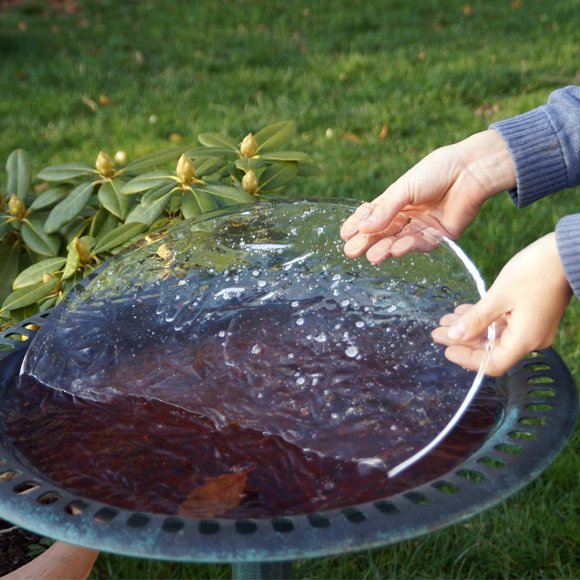 Une baignoire et un abreuvoir pour oiseaux - Gamm vert