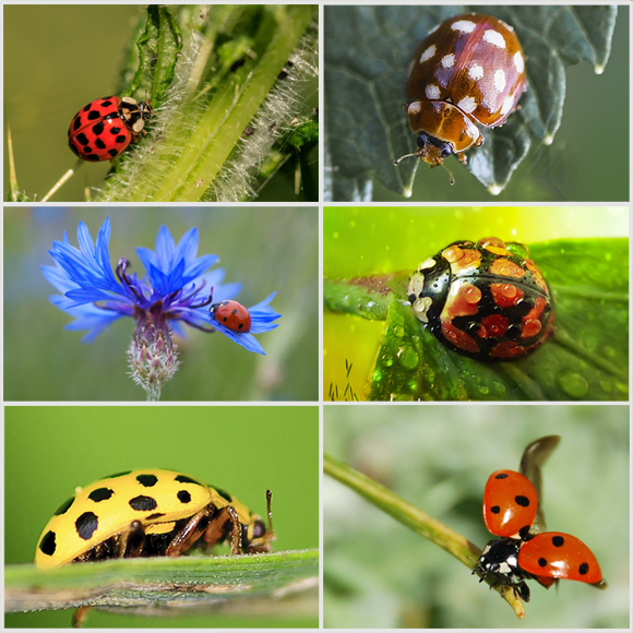 Les coccinelles, choisir entre larves ou adultes ? - Bioplanet