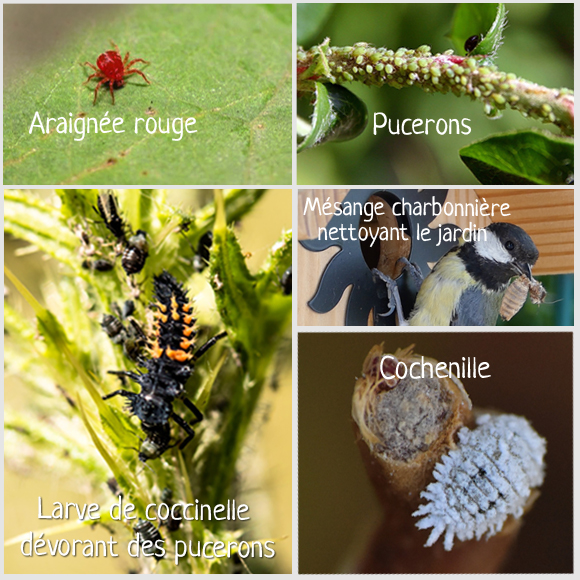 ATTRAPE-INSECTES COCCINELLE, plantes en ligne