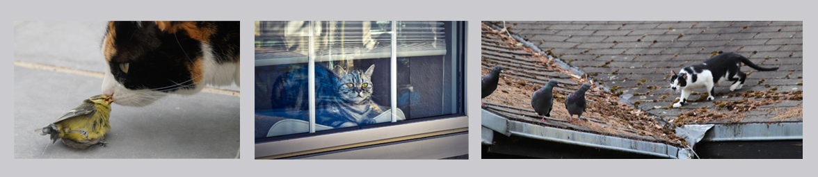 Comment Eviter Les Attaques De Chats Sur Les Oiseaux Que Je Nourris Oisillon Comment Eviter Les Attaques De Chats Sur Les Oiseaux Que Je Nourris Oisillon