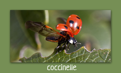 La coccinelle, grande prédatrice de pucerons – Auxiliaires du jardin