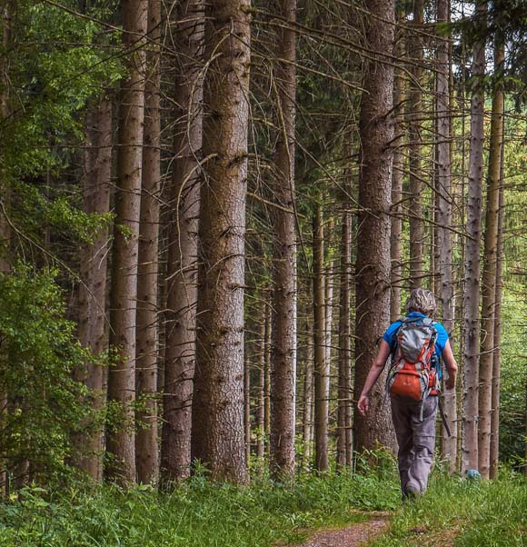 photo foret française