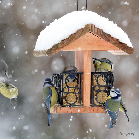 Mangeoire pour oiseaux Emmental – Nourrir les oiseaux