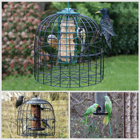 Mangeoire pour oiseaux anti-pigeon : laquelle choisir ?