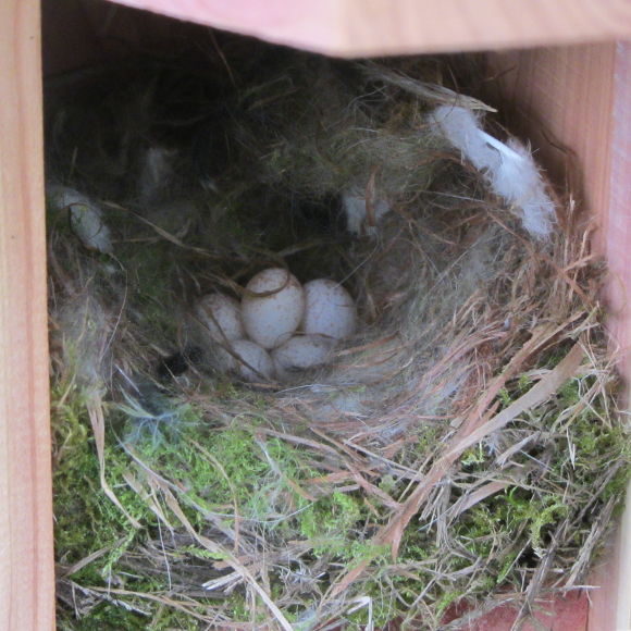 Maison d'oiseau  Ma-Petite-Mangeoire