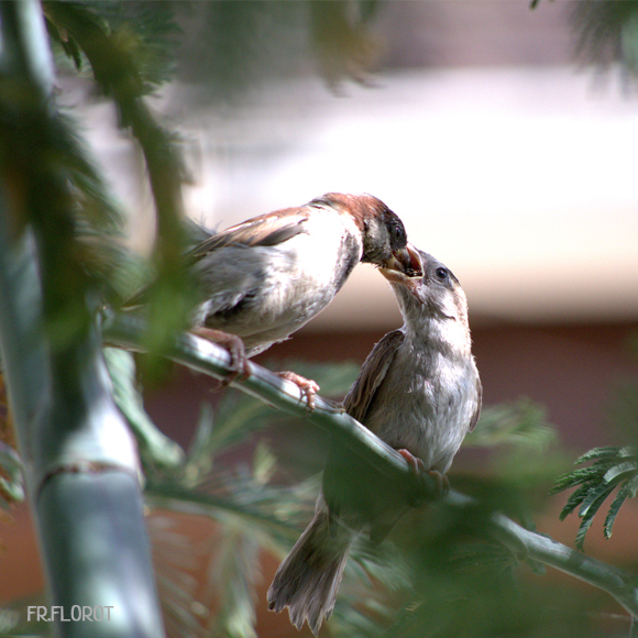 3 erreurs à éviter sur les nichoirs oiseaux. - Permaculture Design