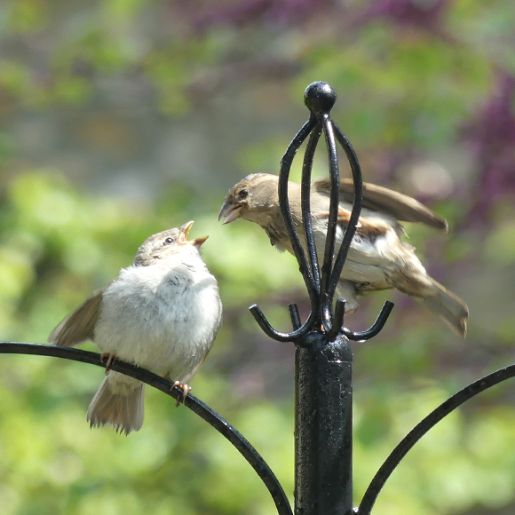 Nourrir les oiseaux l'hiver (version longue) – biodiversité