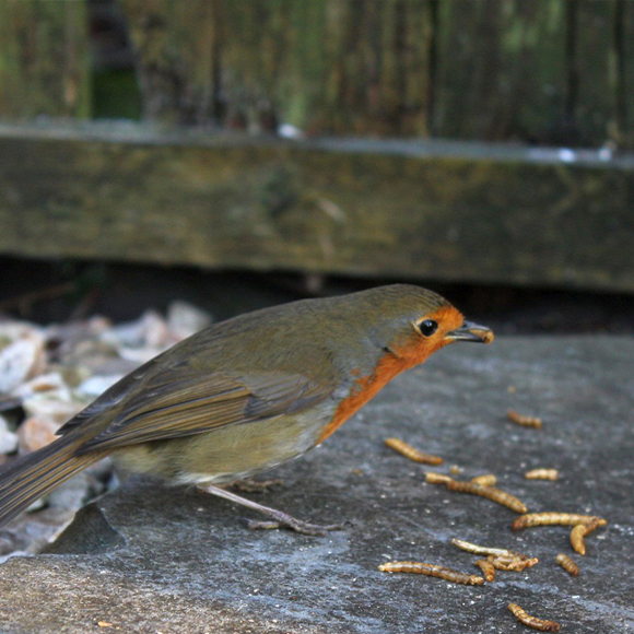 Installer une mangeoire à oiseaux dans mon jardin - Instinct Animal