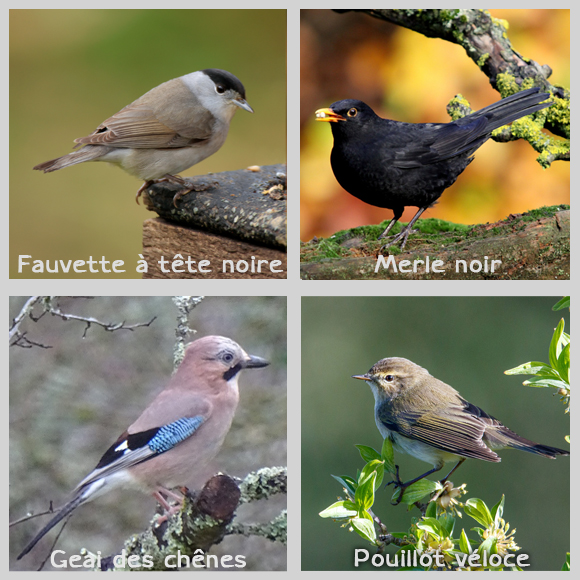 Biodiversité: comment vont les oiseaux de nos jardins?