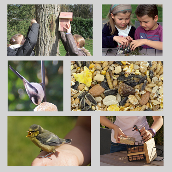 Faut-il nourrir les oiseaux du jardin toute l'année ? - Jardiland