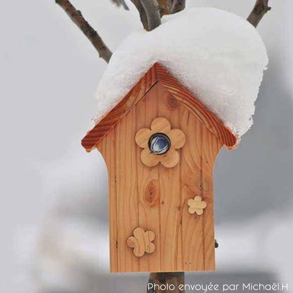 Comment prendre soin de ses oiseaux en hiver ?