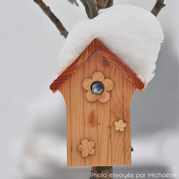 Comment aider les oiseaux à passer l'hiver - Centre National de