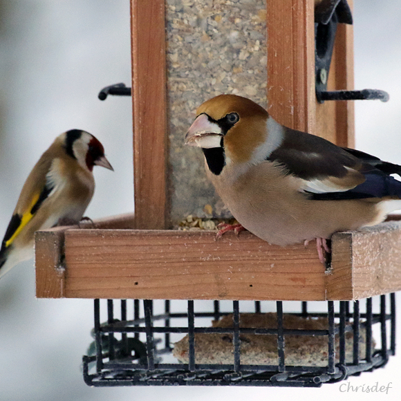 Un oiseau annonciateur de l'hiver et météosensible