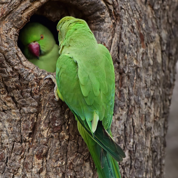 Acheter Mangeoire pour oiseaux fenêtre perroquet distributeur de