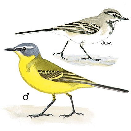 Bergeronnette Printanière Oisillon