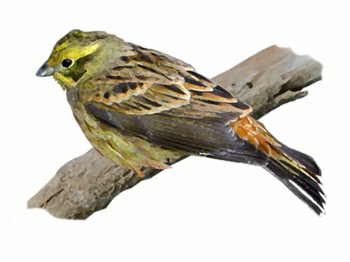 Bruant Jaune Oisillon