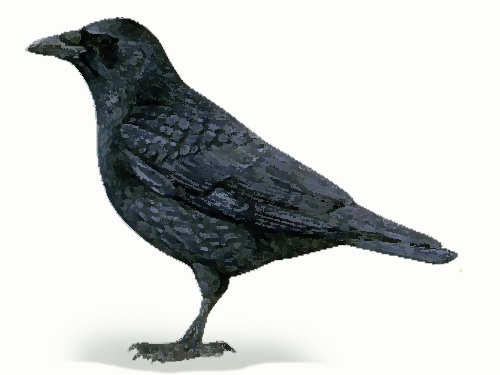 Corneille Noire Oisillon