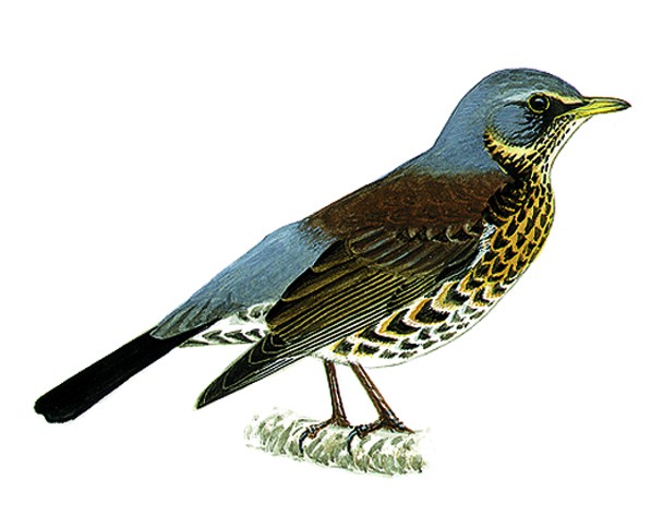 gratuitement chant grive litorne