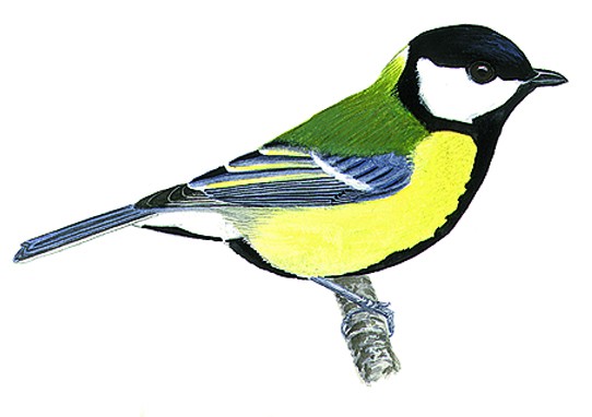 TÉLÉCHARGER CHANT MÉSANGE CHARBONNIÈRE CHANT MÉSANGE CHARBONNIÈRE TÉLÉCHARGER