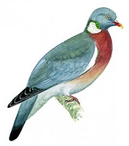 Picture of Pigeon ramier