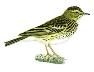 Picture of Pipit des arbres