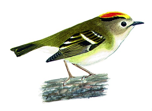 Roitelet Huppé Oisillon