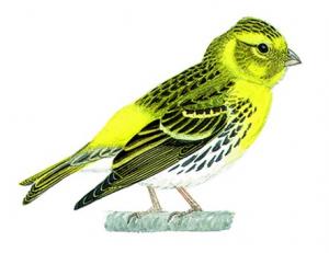 Image de Serin cini