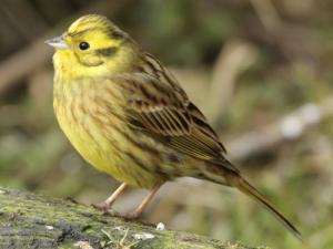 Image de Bruant jaune