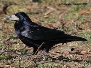 Corbeau : taille, description, biotope, habitat, reproduction