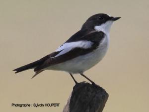 Image de Gobemouche noir