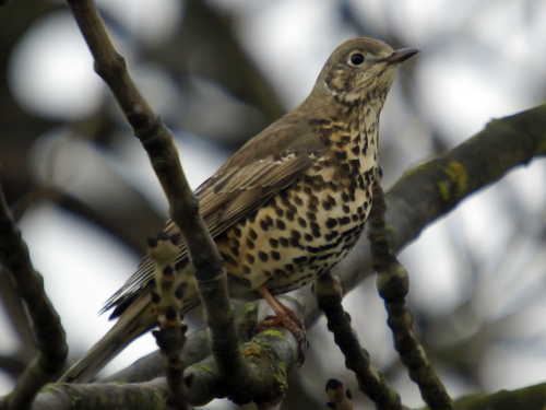 Grive draine Oisillon