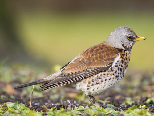 gratuitement chant grive litorne