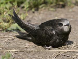 Image de Martinet noir