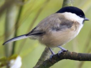 Image de Mésange boréale