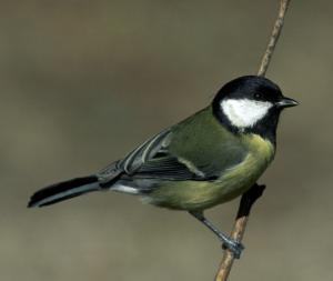 Image de Mésange charbonnière