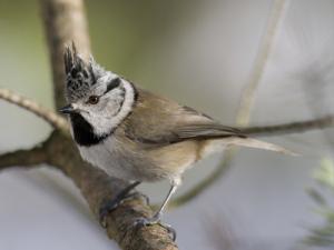 Image de Mésange huppée