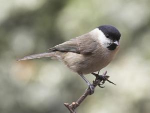 Image de Mésange nonnette