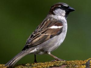 Image de Moineau domestique