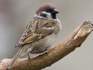 Image de Moineau friquet