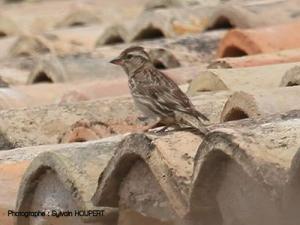 Image de Moineau soulcie