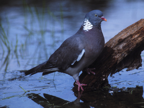 pigeon ramier chant gratuit