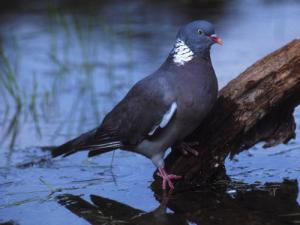 Image de Pigeon ramier