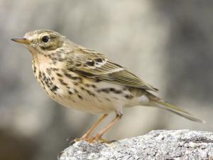 Image de Pipit des arbres